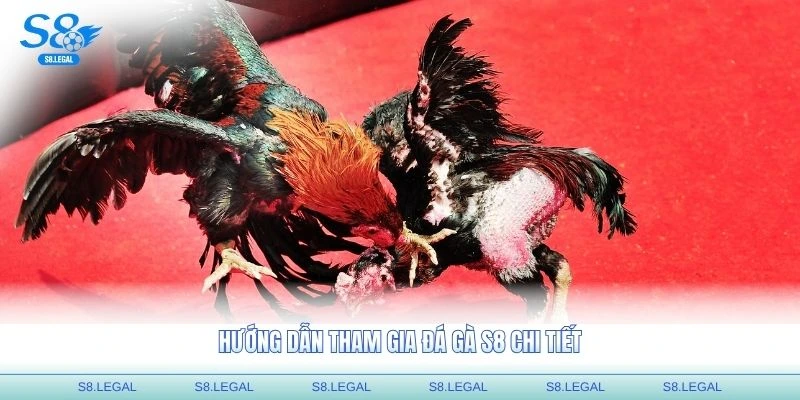 Hướng dẫn tham gia đá gà S8 chi tiết