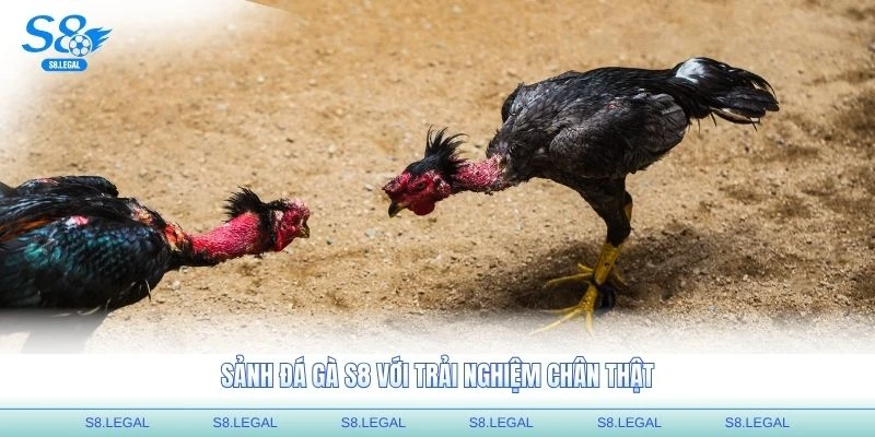 Sảnh đá gà S8 với trải nghiệm chân thật